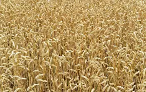 Close Up Of Wheat Drucke: Close up of wheats in the field