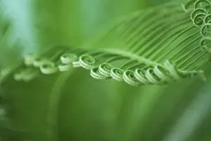Agricultural Plant Cultivation Drucke: Close detail of young cycas leaf with spirals