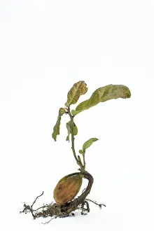 Bright Background Photography Drucke: Close up of young oak tree on white background