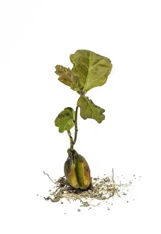 Young Oak Tree Drucke: Close up of young oak tree on white background