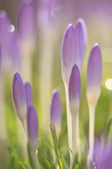 Deserted Daytime Blooms Drucke: Closed Crocuses with backlighting