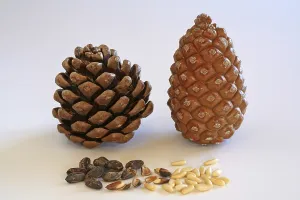 Pine Nut Photography Drucke: Closed and open pine cone, pine nuts with and without shell