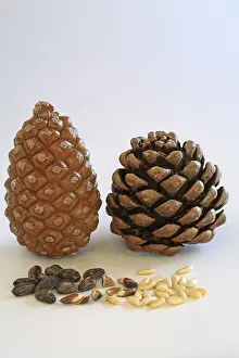 Pine Cone Photography Drucke: Closed and open pine cone, pine nuts with and without shell