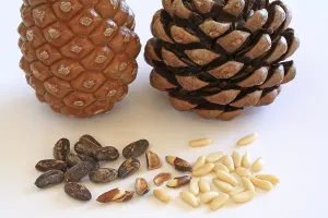 Pine Nut Photography Drucke: Closed and open pine cone, pine nuts with and without shell