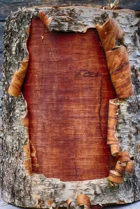Birch Tree Bark Drucke: Closeup of the bark a birch tree, vertical