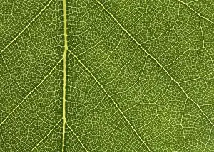 Nature Plant Images Drucke: Closeup of a birch leaf