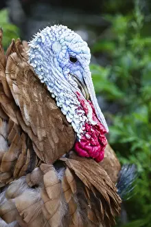 Animal Husbandry Images Drucke: Closeup of a brown turkey
