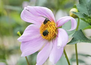 Flowering Plant Section Drucke: A closeup of a bug sitting on a flower