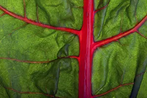 Leafy Vegetable Details Drucke: Closeup of a chard leaf