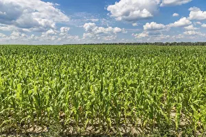 Farmland Scenery Drucke: Closeup of a field of corn ready for harvest