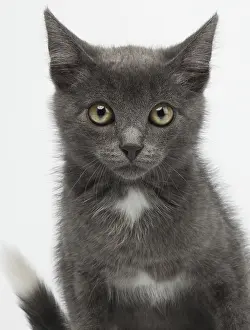 Close Up Studio Photography Drucke: Closeup Gray Kitty Looking in Camera on White Background