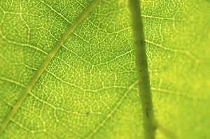 Green Plant Details Drucke: Closeup of a green leaf in backlight as background