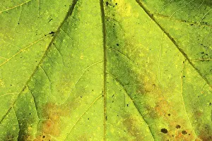 Deciduous Tree Leaves Drucke: Closeup macro shot of the texture and leaf-veins of a maple leaf