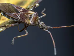 Bilder Datiert 22. Oktober 2024: Nahansicht von einem Kiefern-Schmetterlings-Blattkäfer, der auf einer Blätter ruht.