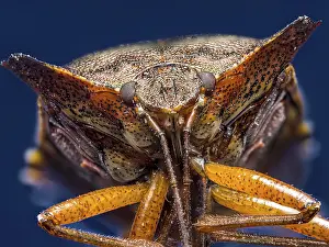 Deserted Wildlife Photography Drucke: Closeup shot of Red-legged Shield Bug
