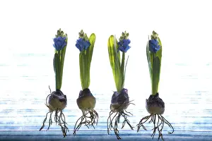 Indoor Plant Photography Drucke: Cloth crocuses