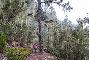 Hiking In Canary Islands Drucke: Cloud forest with hanging lichens