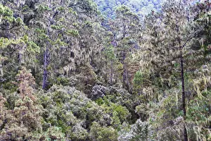 Rock Formations Europe Drucke: Cloud forest with hanging lichens