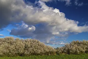 Springtime Landscape Photography Europe Drucke: Cloud formation over a blooming sloe hedge in spring