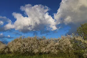 Northern Germany Agricultural Landscape Drucke: Cloud formation over a blooming sloe hedge in spring