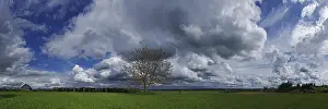 Overcast Sky Drucke: Cloud formations with tree