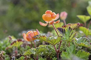 Northern Norway Landscapes Drucke: Cloudberry (Rubus chamaemorus)