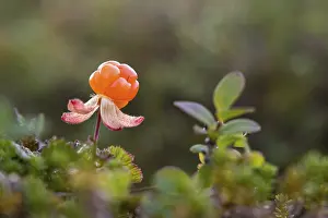 Scandinavian Wilderness Drucke: Cloudberry (Rubus chamaemorus)