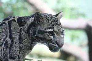 Drucke von Wolfsbär Grauer Leopard Drucke: Wolfsbär