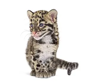 Predatory Cat Of Prey Drucke: Clouded leopard cub, two months old