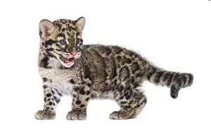 Wildlife Photography Big Cat Drucke: Clouded leopard cub, two months old