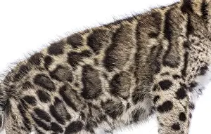 Cute Wild Animal Photography Drucke: Clouded leopard cub, two months old