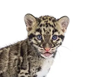 Baby Animal Head Shot Drucke: Clouded leopard cub, two months old
