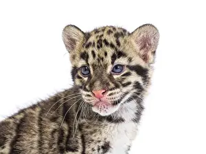 Young Wild Animal Drucke: Clouded leopard cub, two months old