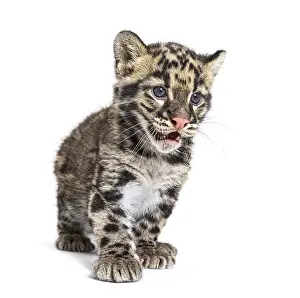 Isolated White Background Animal Photo Drucke: Clouded leopard cub, two months old