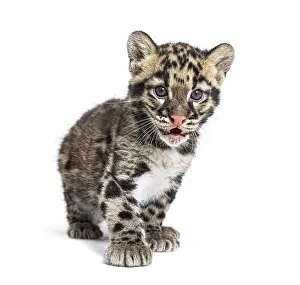 Wild Animal Isolated On White Drucke: Clouded leopard cub, two months old