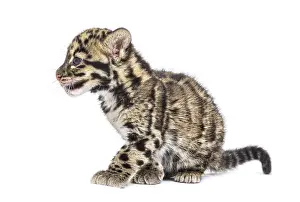 Wildlife Photography Big Cat Drucke: Clouded leopard cub, two months old