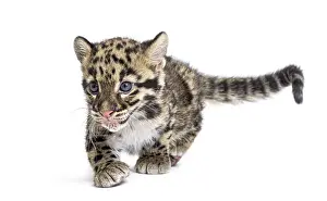 Feliformia Species Image Drucke: Clouded leopard cub, two months old