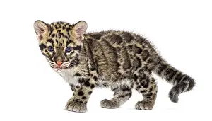 Feliformia Predator Drucke: Clouded leopard cub, two months old