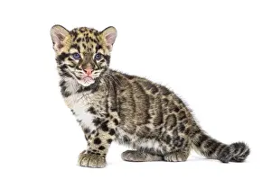Studio Shot Of Young Animal Drucke: Clouded leopard cub, two months old