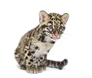 Feliformia Predator Drucke: Clouded leopard cub, two months old