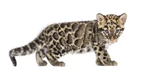 Predator Wildlife Photo Drucke: Clouded leopard cub, two months old