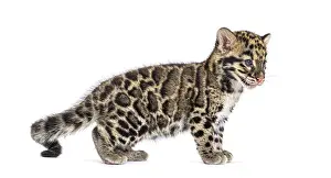 Wild Animal Profile View Drucke: Clouded leopard cub, two months old