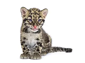 Feliformia Wildlife Photography Drucke: Clouded leopard cub, two months old