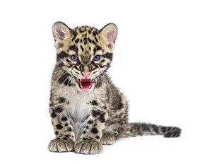 Predatory Cat Species Drucke: Clouded leopard cub, two months old