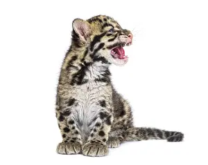 Wildcat Photography Drucke: Clouded leopard cub, two months old