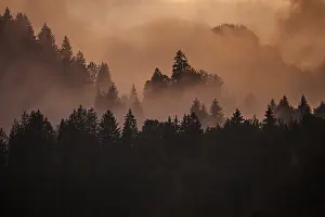 Central Europe Misty Mood Drucke: Clouds of mist between the trees in the evening light