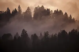 Evening Mood In Bavaria Drucke: Clouds of mist between the trees in the evening light