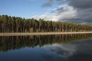 Central European Nature Conservation Area Drucke: Clouds and pines (Pinus) reflected in the water of the Oder-Havel Canal