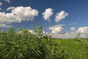 Lake Dummer Landscape Drucke: Clouds and reeds at Lake Dummer