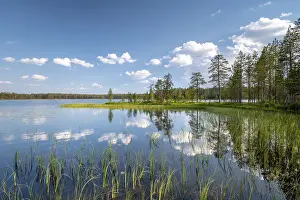 Drucke von Wolken und Bäume spiegeln sich im See, Grasbüschel, Nationalpark Hossa, Ruhtinansa, Suomussalmi, Kainuu, Finnland See Drucke: Wolken und Bäume spiegeln sich im See.